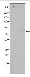 HNRPLL Antibody