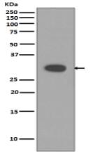 Caspase-3 Antibody