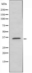 MOX2R Antibody
