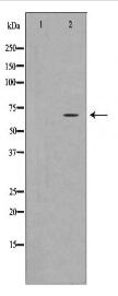 IRAK3 Antibody