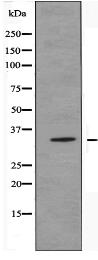 OR13C4 Antibody