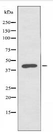 PEVR2 Antibody