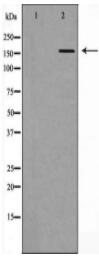 MSR1 Antibody