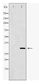 PDX1 Antibody
