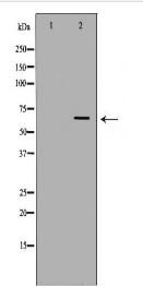 IFNAR1 Antibody