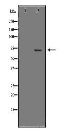 KEAP1 Antibody