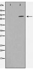 STA13 Antibody