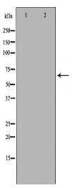 PAK4 Antibody