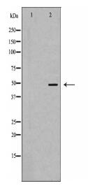 SCRN2 Antibody