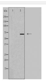 RDX Antibody