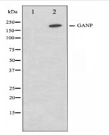 GANP Antibody