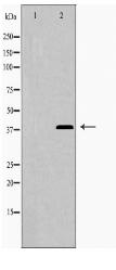 LEG9 Antibody