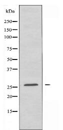 RAP2C Antibody