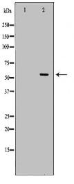 SLC32A1 Antibody