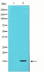 TGFB3 Antibody