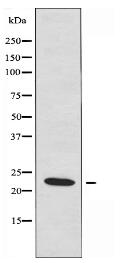 RHOB Antibody