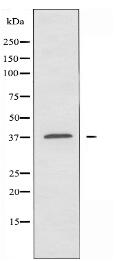 OR10J3 Antibody