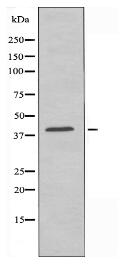 PE2R2 Antibody