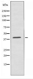 OR1D2 Antibody