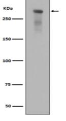 Phospho-DNA PKcs (S2056) Antibody