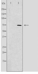 SCFD1 Antibody