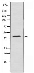 RCL1 Antibody