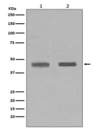 SETD7 Antibody