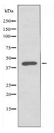 SIRPG Antibody