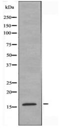 MRPL14 Antibody