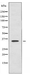 RNF130 Antibody