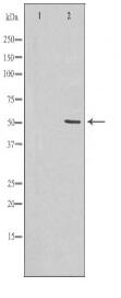 HPX Antibody