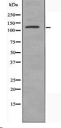 STAG3 Antibody