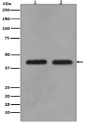 MEK1/2 Antibody