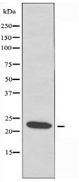 ID4 Antibody