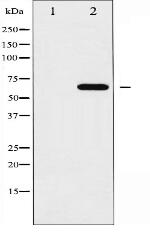 Epo-R Antibody