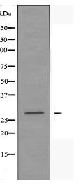 THOC4 Antibody