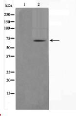 GAD1/2 Antibody