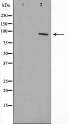 ZNF337 Antibody