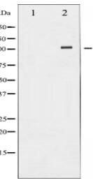 ATP1alpha1/Na+K+ ATPase1 Antibody