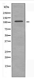 ORC1L Antibody