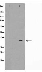 GFRA4 Antibody