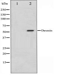 Desmin Antibody