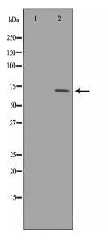 REL Antibody