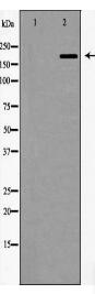 WNK3 Antibody