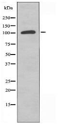 USP43 Antibody