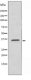 TEF Antibody