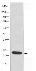 RAB6A Antibody