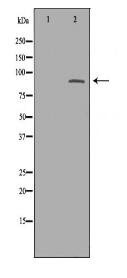 TLR2 Antibody