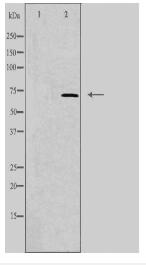 IL17RC Antibody