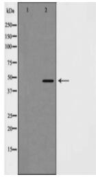 Cyclin E2 Antibody